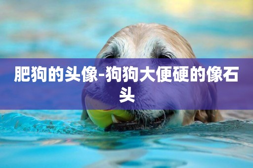 肥狗的頭像-狗狗大便硬的像石頭