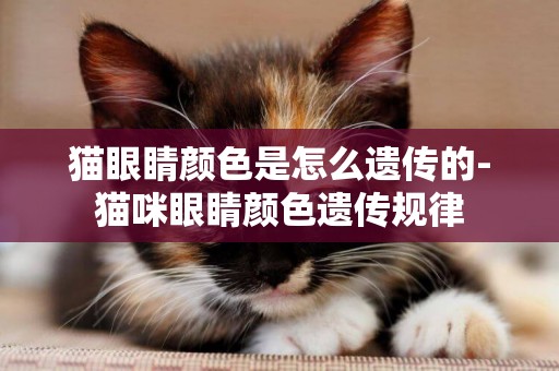 貓眼睛顏色是怎么遺傳的-貓咪眼睛顏色遺傳規律