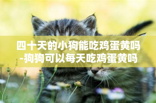 四十天的小狗能吃雞蛋黃嗎-狗狗可以每天吃雞蛋黃嗎
