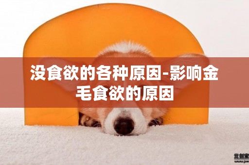 沒食欲的各種原因-影響金毛食欲的原因