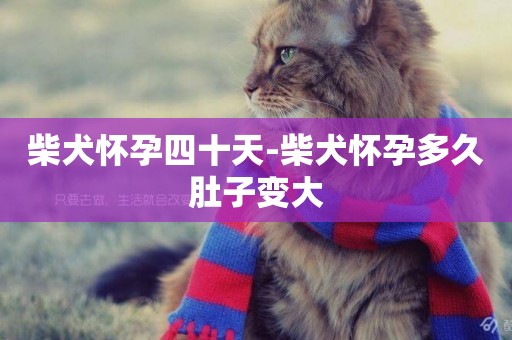 柴犬懷孕四十天-柴犬懷孕多久肚子變大