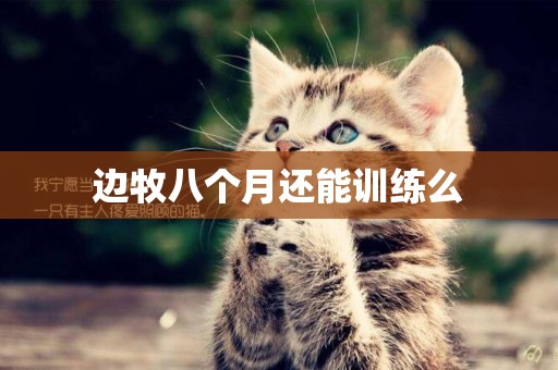 邊牧八個月還能訓練么