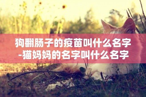 狗翻腸子的疫苗叫什么名字-貓媽媽的名字叫什么名字