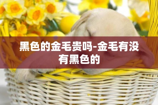 黑色的金毛貴嗎-金毛有沒有黑色的