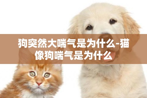 狗突然大喘氣是為什么-貓像狗喘氣是為什么