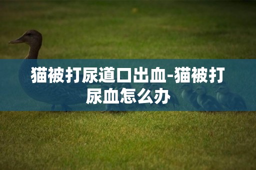 貓被打尿道口出血-貓被打尿血怎么辦