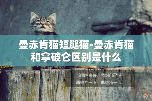 曼赤肯貓短腿貓-曼赤肯貓和拿破侖區別是什么