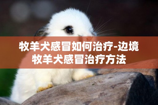 牧羊犬感冒如何治療-邊境牧羊犬感冒治療方法