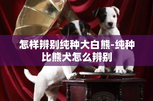 怎樣辨別純種大白熊-純種比熊犬怎么辨別
