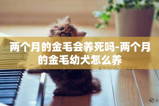 兩個月的金毛會養死嗎-兩個月的金毛幼犬怎么養