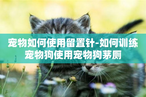 寵物如何使用留置針-如何訓練寵物狗使用寵物狗茅廁