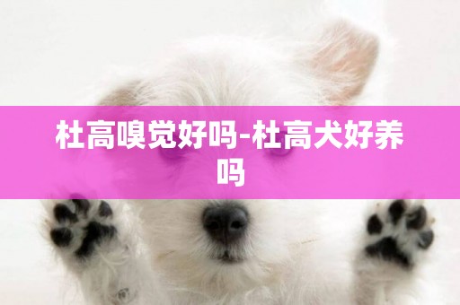 杜高嗅覺好嗎-杜高犬好養嗎