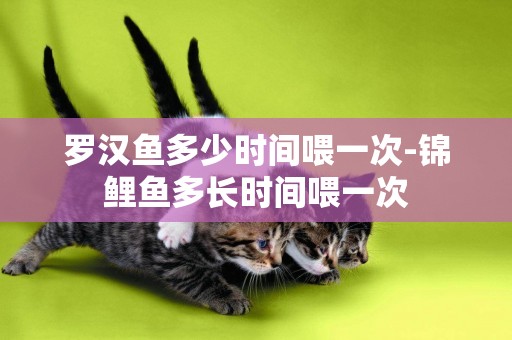 羅漢魚多少時間喂一次-錦鯉魚多長時間喂一次