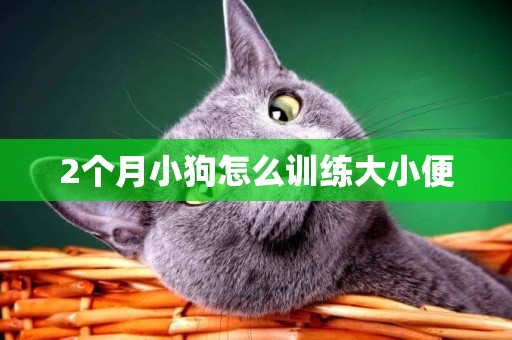 2個月小狗怎么訓練大小便
