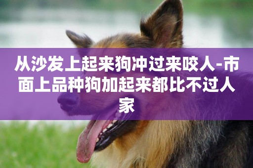 從沙發上起來狗沖過來咬人-市面上品種狗加起來都比不過人家