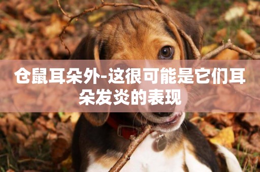 倉鼠耳朵外-這很可能是它們耳朵發炎的表現