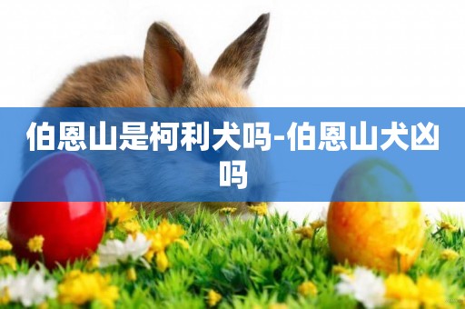 伯恩山是柯利犬嗎-伯恩山犬兇嗎