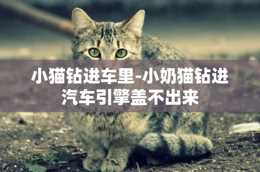 小貓鉆進車里-小奶貓鉆進汽車引擎蓋不出來