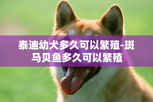 泰迪幼犬多久可以繁殖-斑馬貝魚多久可以繁殖