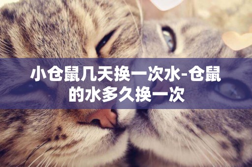 小倉鼠幾天換一次水-倉鼠的水多久換一次