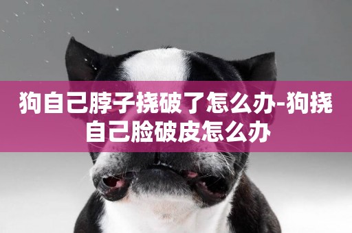 狗自己脖子撓破了怎么辦-狗撓自己臉破皮怎么辦
