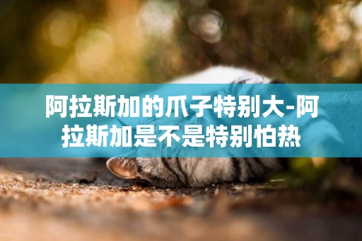 阿拉斯加的爪子特別大-阿拉斯加是不是特別怕熱