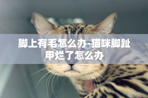 腳上有毛怎么辦-貓咪腳趾甲爛了怎么辦