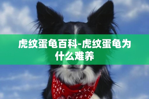 虎紋蛋龜百科-虎紋蛋龜為什么難養