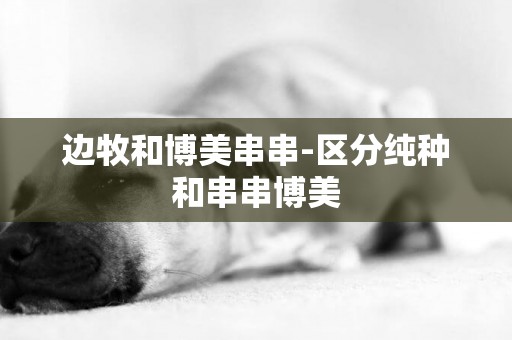 邊牧和博美串串-區分純種和串串博美