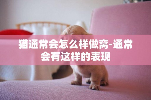 貓通常會怎么樣做窩-通常會有這樣的表現