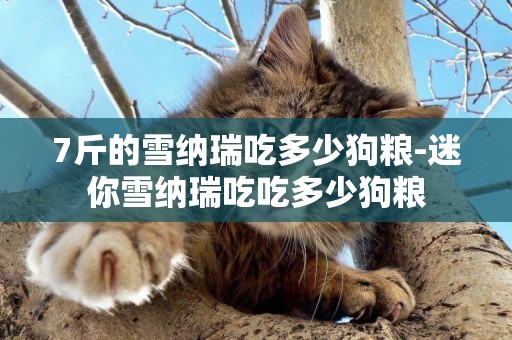7斤的雪納瑞吃多少狗糧-迷你雪納瑞吃吃多少狗糧