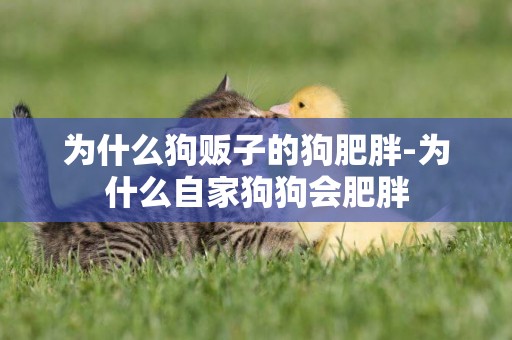 為什么狗販子的狗肥胖-為什么自家狗狗會肥胖