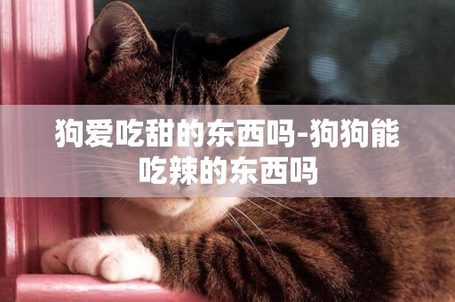 狗愛吃甜的東西嗎-狗狗能吃辣的東西嗎