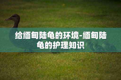 給緬甸陸龜的環境-緬甸陸龜的護理知識