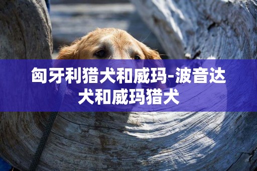 匈牙利獵犬和威瑪-波音達犬和威瑪獵犬