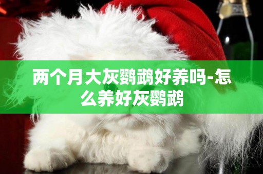 兩個月大灰鸚鵡好養嗎-怎么養好灰鸚鵡