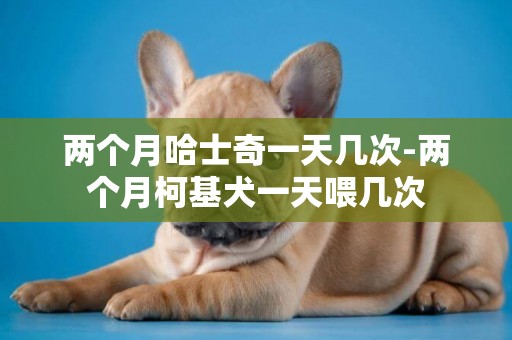 兩個月哈士奇一天幾次-兩個月柯基犬一天喂幾次