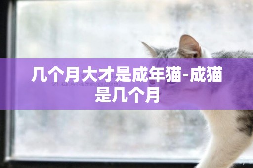 幾個月大才是成年貓-成貓是幾個月