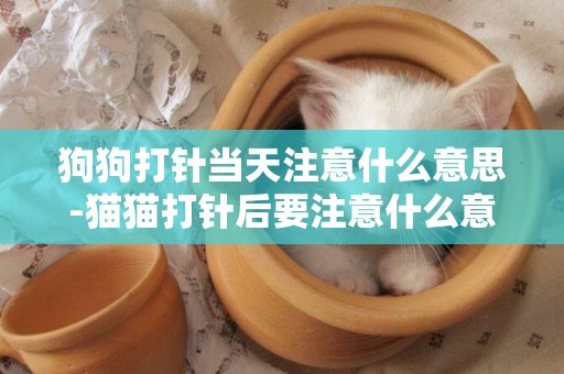 狗狗打針當天注意什么意思-貓貓打針后要注意什么意思