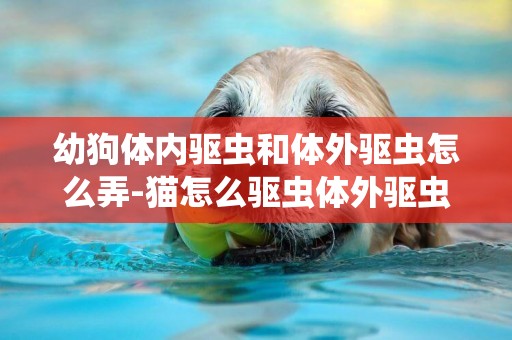 幼狗體內驅蟲和體外驅蟲怎么弄-貓怎么驅蟲體外驅蟲