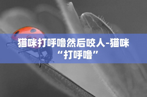貓咪打呼嚕然后咬人-貓咪“打呼嚕”