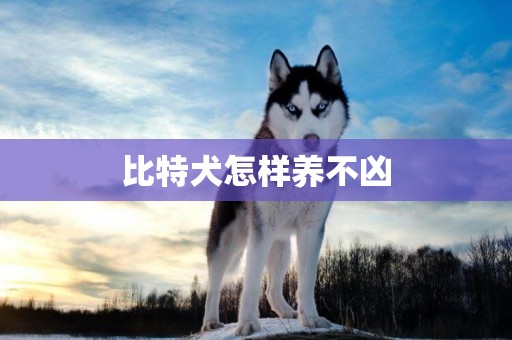 比特犬怎樣養不兇