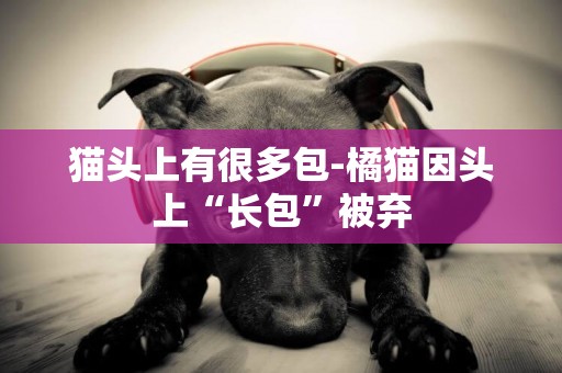 貓頭上有很多包-橘貓因頭上“長包”被棄