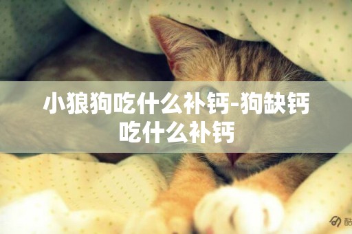 小狼狗吃什么補鈣-狗缺鈣吃什么補鈣