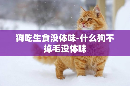 狗吃生食沒體味-什么狗不掉毛沒體味