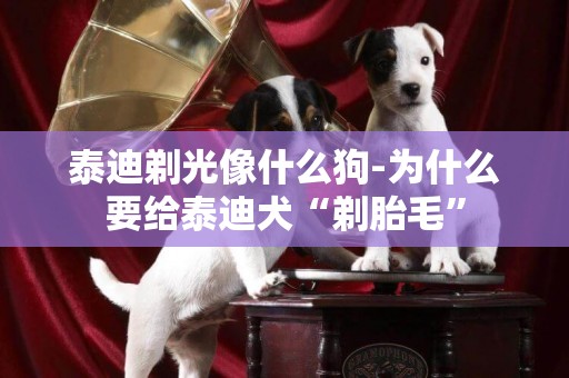 泰迪剃光像什么狗-為什么要給泰迪犬“剃胎毛”