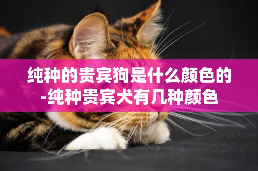 純種的貴賓狗是什么顏色的-純種貴賓犬有幾種顏色