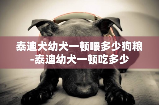 泰迪犬幼犬一頓喂多少狗糧-泰迪幼犬一頓吃多少