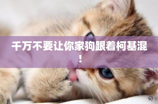 千萬不要讓你家狗跟著柯基混！