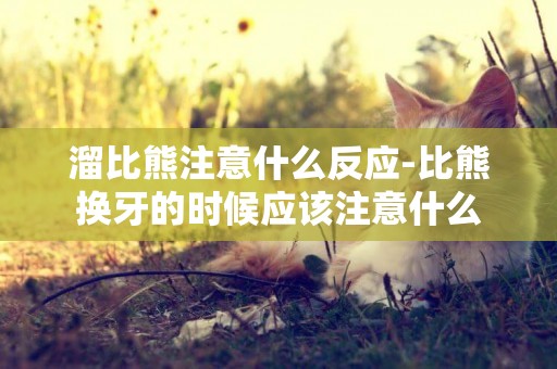 溜比熊注意什么反應-比熊換牙的時候應該注意什么